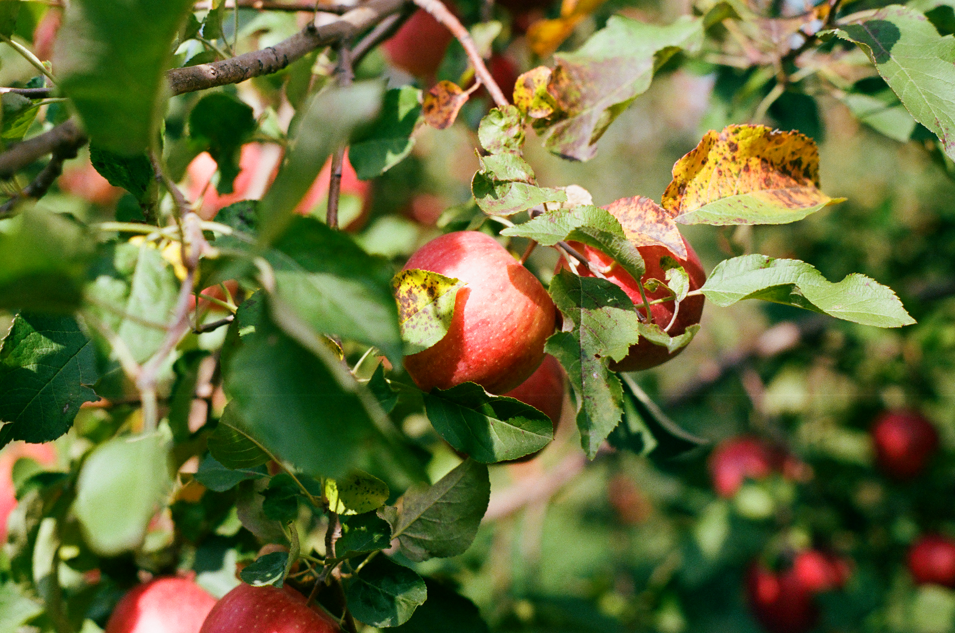 Tue, 03 Jun 2025 19:04:19 -0500