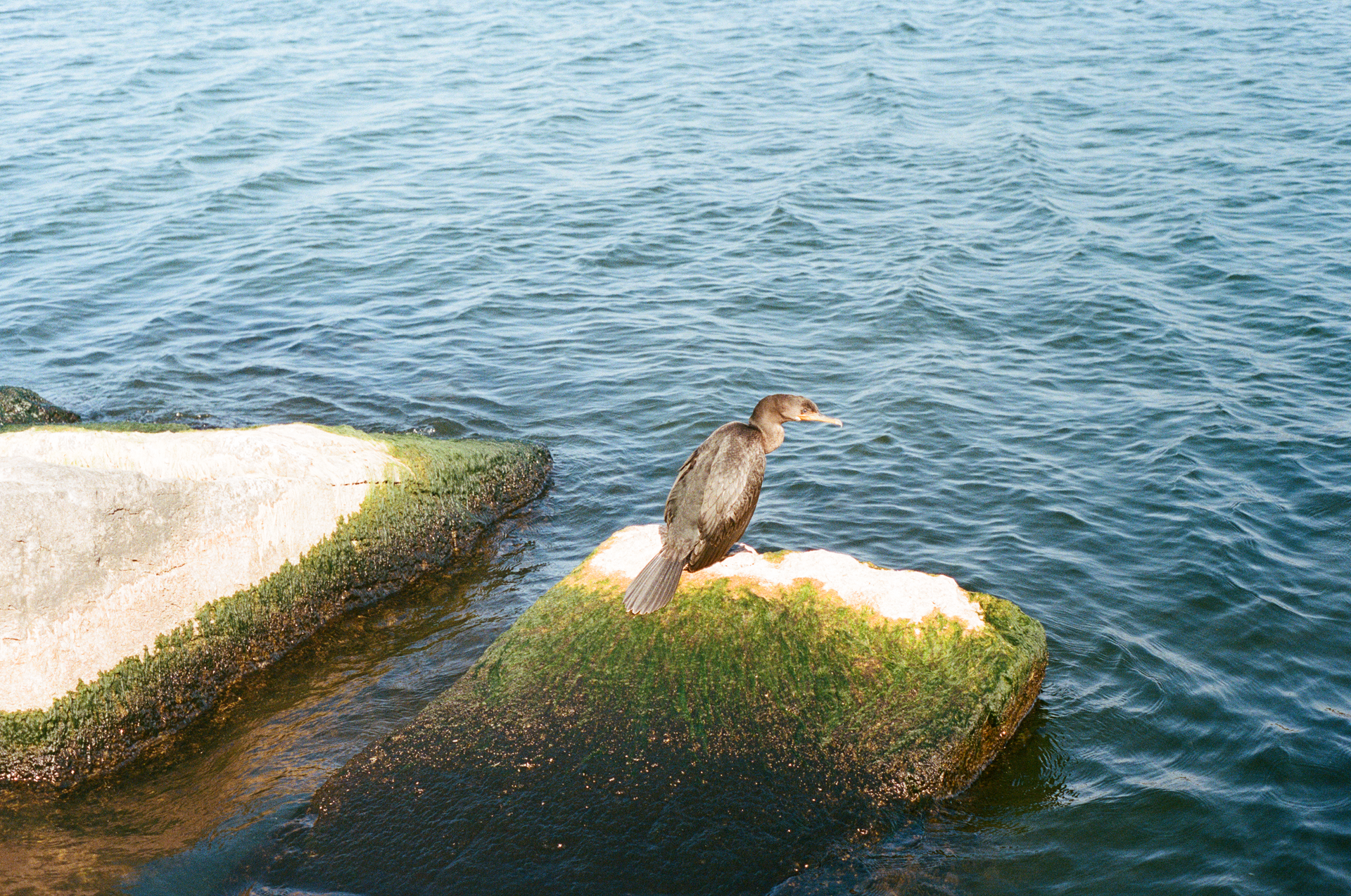 Mon, 13 Jan 2025 20:45:34 -0600